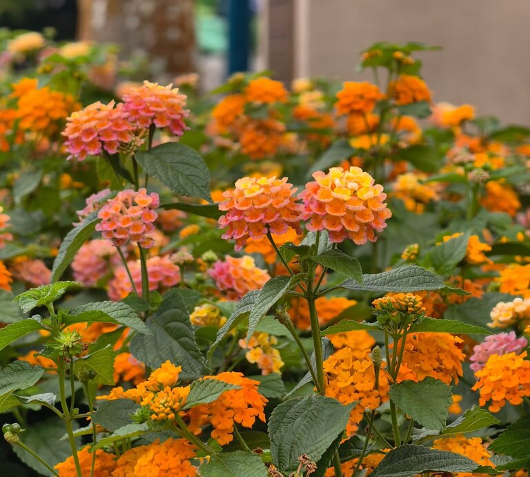 Lebendige Nahaufnahme leuchtender oranger und rosa Blütendolden der Wandelröschen, umgeben von grünen Blättern vor unscharfem Hintergrund. | © Shutterstock/Zukrina