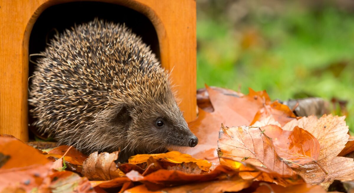 Ein kleiner brauner Igel kriecht aus einem Holzhäuschen, umgeben von orangebraunen Herbstblättern auf feuchtem Boden vor unscharfem grünen Hintergrund.