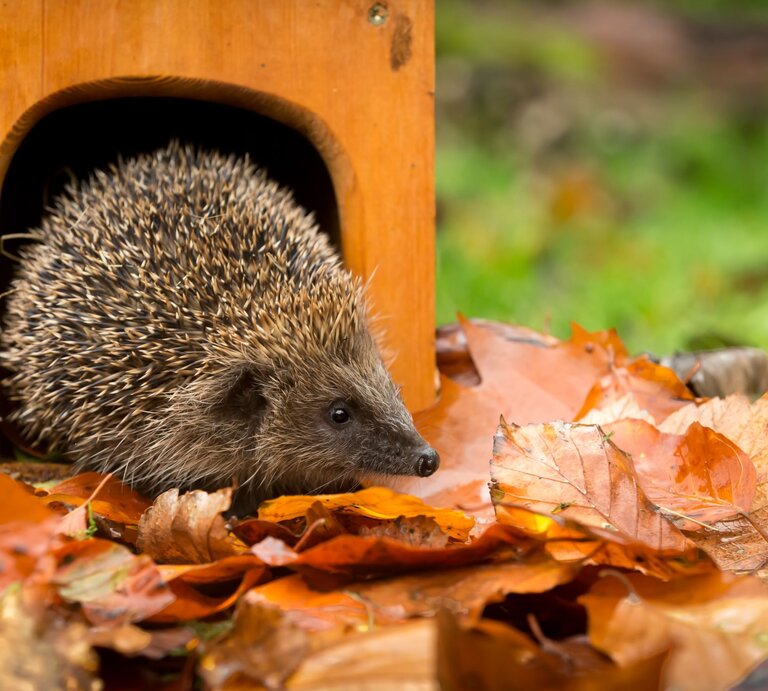 Ein kleiner brauner Igel kriecht aus einem Holzhäuschen, umgeben von orangebraunen Herbstblättern auf feuchtem Boden vor unscharfem grünen Hintergrund. | © Shutterstock/Serenity Images23