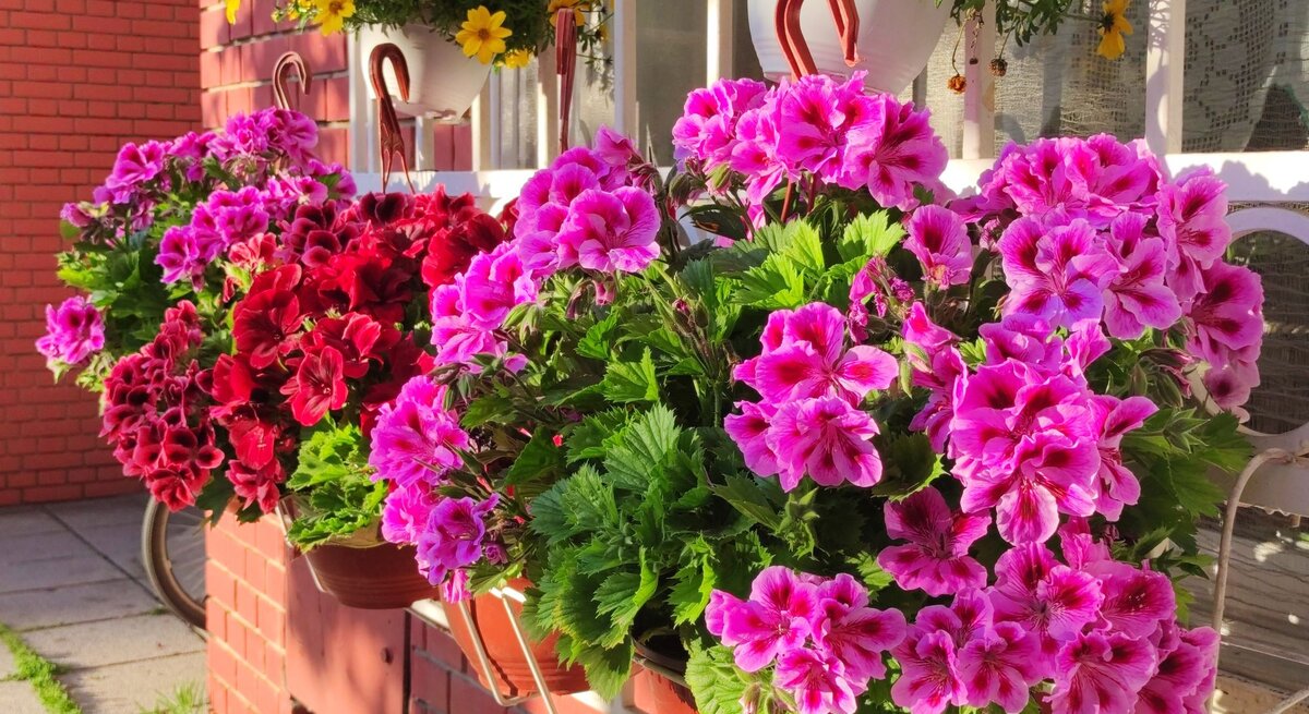 Üppige Blumenkästen mit rosafarbenen und roten Geranien hängen an einer sonnigen Backsteinfassade, dahinter gelbe Blüten im Schatten.