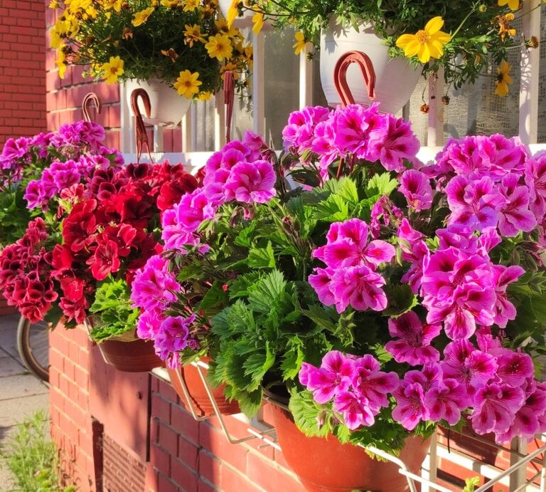 Üppige Blumenkästen mit rosafarbenen und roten Geranien hängen an einer sonnigen Backsteinfassade, dahinter gelbe Blüten im Schatten. | © Shutterstock/Jana Milin