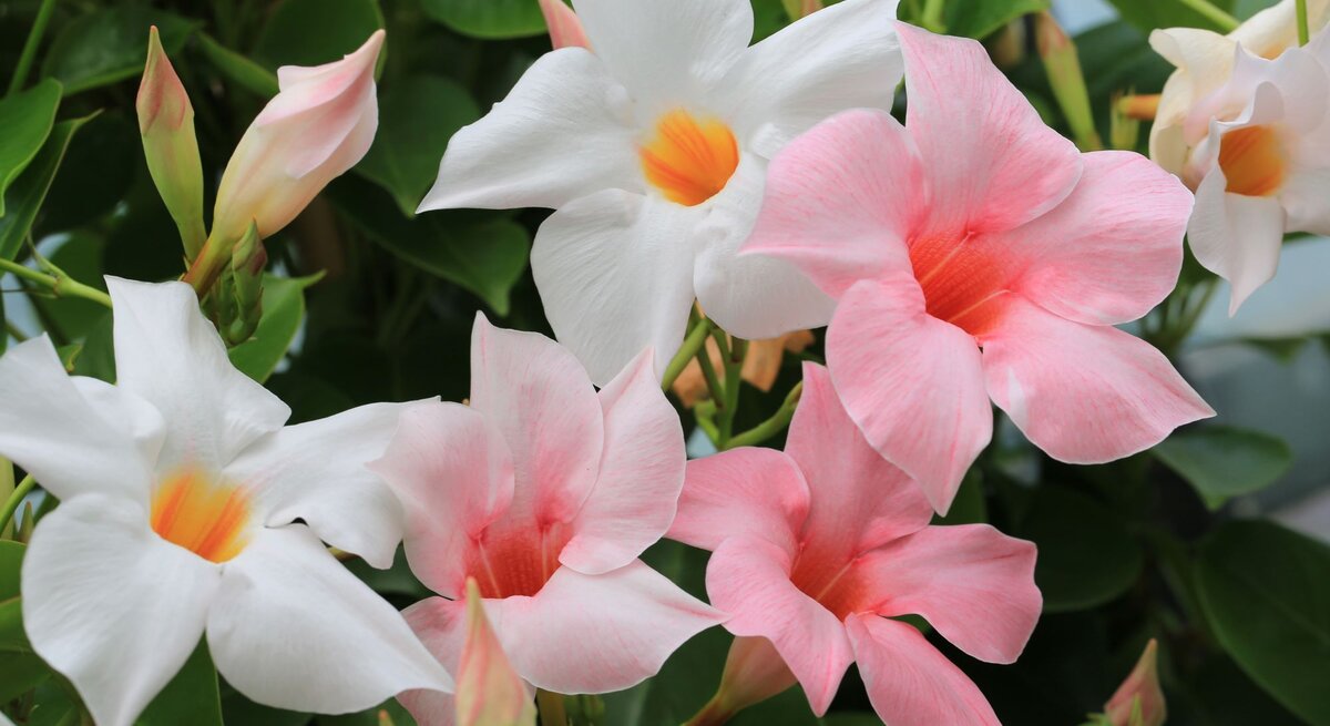 Frische Mandevilla-Blüten in Weiß und Rosa, teils geöffnet, umgeben von grünen Blättern und Knospen.