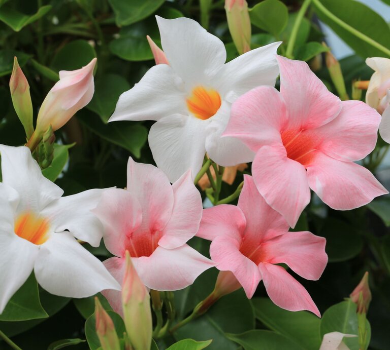 Frische Mandevilla-Blüten in Weiß und Rosa, teils geöffnet, umgeben von grünen Blättern und Knospen. | © Shutterstock/Traveller70