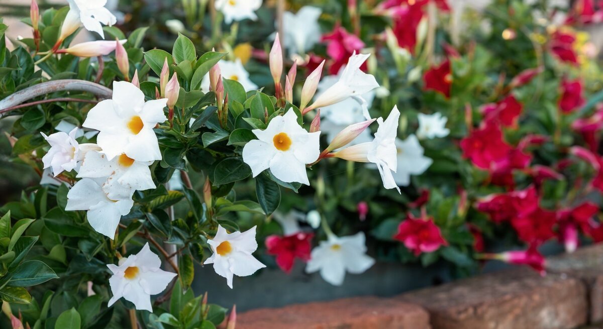 Weiße, trichterförmige Blumen mit gelber Mitte und Knospen blühen vor einem Hintergrund aus roten und grünen Pflanzen in einem Garten.