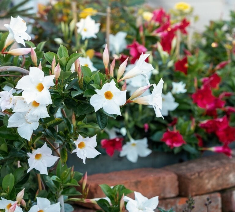 Weiße, trichterförmige Blumen mit gelber Mitte und Knospen blühen vor einem Hintergrund aus roten und grünen Pflanzen in einem Garten. | © Shutterstock/Linas T