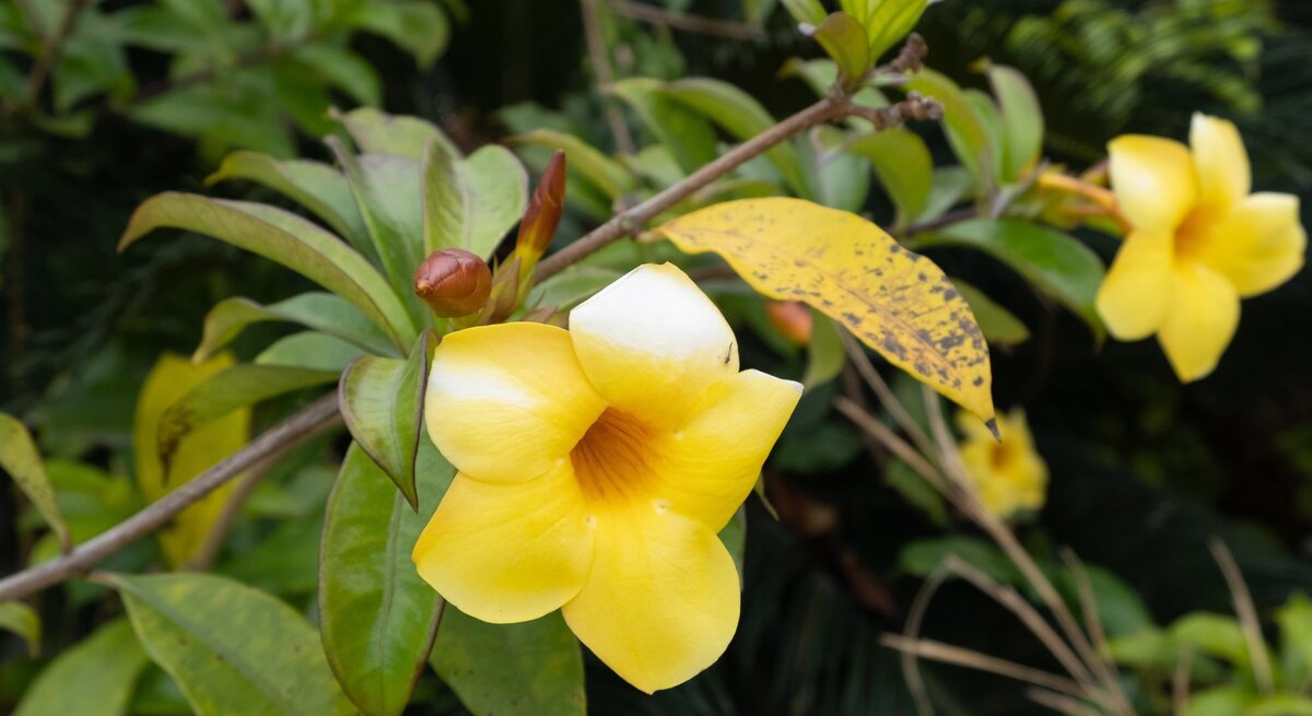 Gelbe Blüte einer Dipladenia mit gelben Blättern und einer Knospe, umgeben von dichten Pflanzen im Hintergrund.