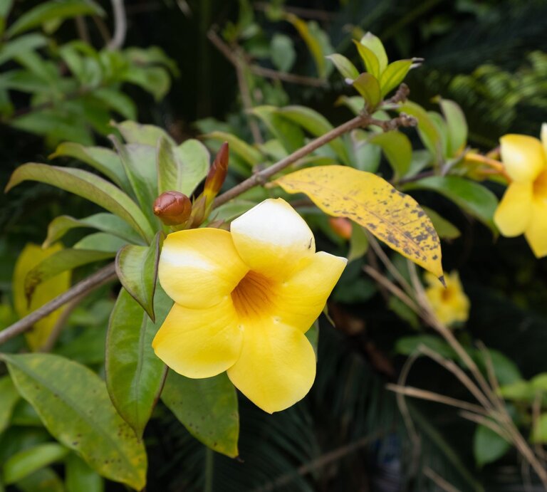 Gelbe Blüte einer Dipladenia mit gelben Blättern und einer Knospe, umgeben von dichten Pflanzen im Hintergrund. | © AdobeStock/Pavel