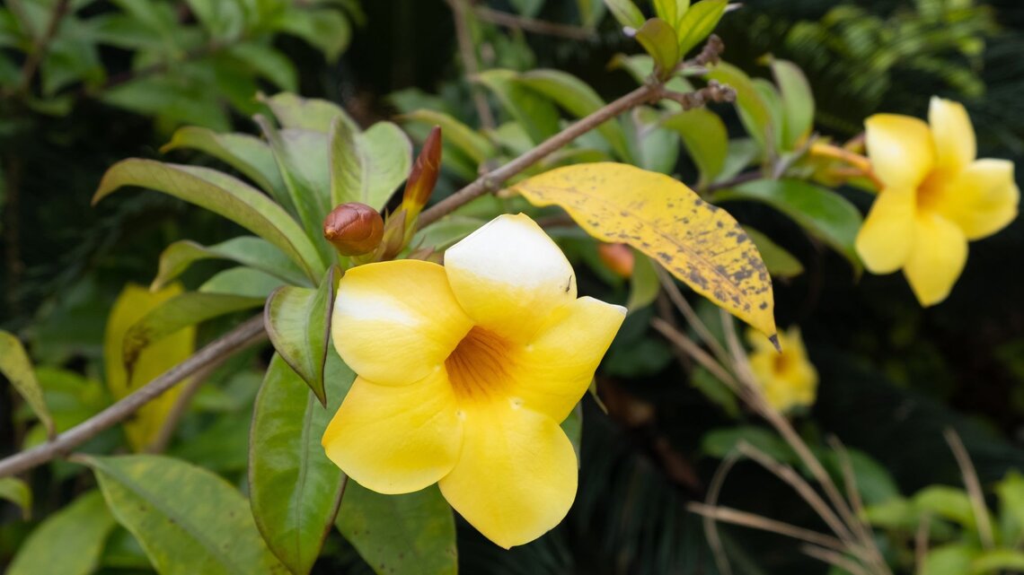 Dipladenia hat gelbe Bltter: Das ist die wahre Ursache im Herbst