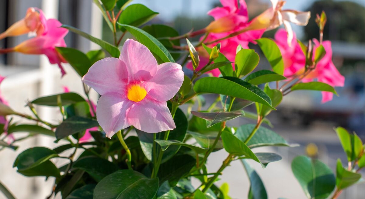Pinke Dipladenia-Blüten mit gelbem Zentrum blühen in der Sonne vor unscharfem Hintergrund und grünem Laub.