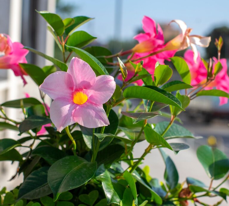 Pinke Dipladenia-Blüten mit gelbem Zentrum blühen in der Sonne vor unscharfem Hintergrund und grünem Laub. | © Shutterstock/Iva Vagnerova