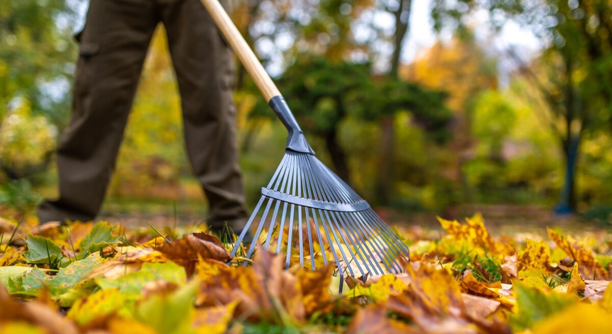 Eine Person in braunen Hosen harkt mit einem Rechen auf herbstlichem Rasen bunte Blätter unter Bäumen in einem sonnigen Garten.