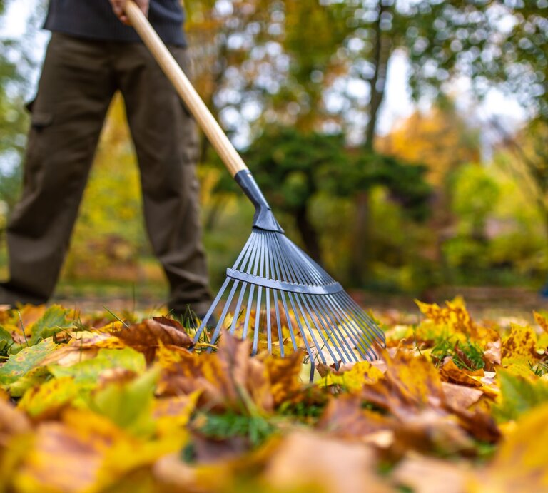 Eine Person in braunen Hosen harkt mit einem Rechen auf herbstlichem Rasen bunte Blätter unter Bäumen in einem sonnigen Garten. | © Adobe Stock/ Stefan Werner