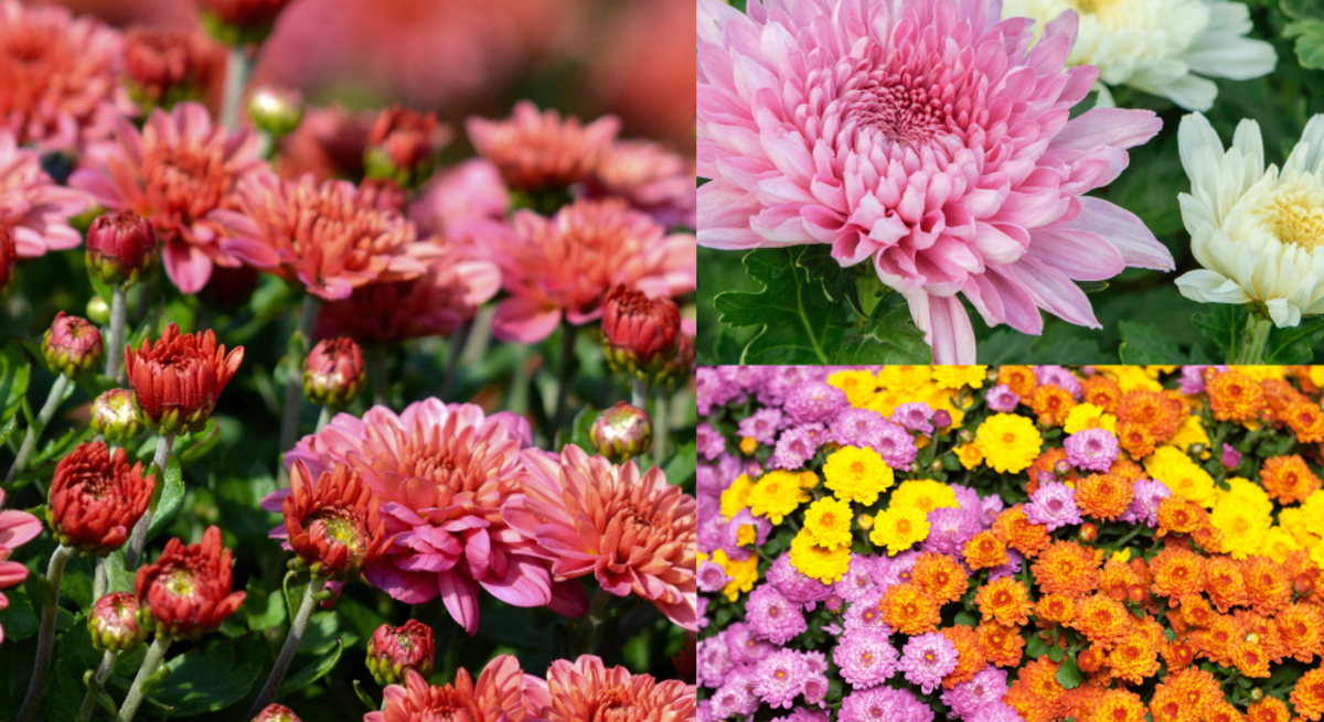 Buntes Mosaik aus Chrysanthemen in Rosa, Weiß, Rot, Orange und Gelb, deren volle Blüten ein leuchtendes herbstliches Blütenmeer bilden.