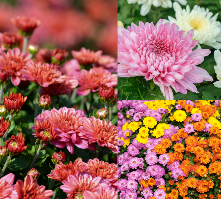 Buntes Mosaik aus Chrysanthemen in Rosa, Weiß, Rot, Orange und Gelb, deren volle Blüten ein leuchtendes herbstliches Blütenmeer bilden. | © Canva/Collage:bildderfrau.de