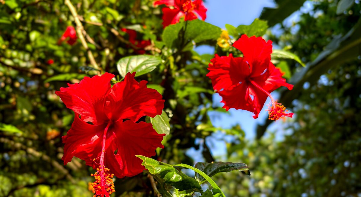 Das Bild zeigt wunderschöne, leuchtend rote Hibiskusblüten im Sonnenlicht, umgeben von sattem, grünem Laub.