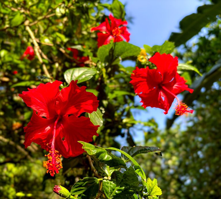 Das Bild zeigt wunderschöne, leuchtend rote Hibiskusblüten im Sonnenlicht, umgeben von sattem, grünem Laub. | © Shutterstock/Acrams