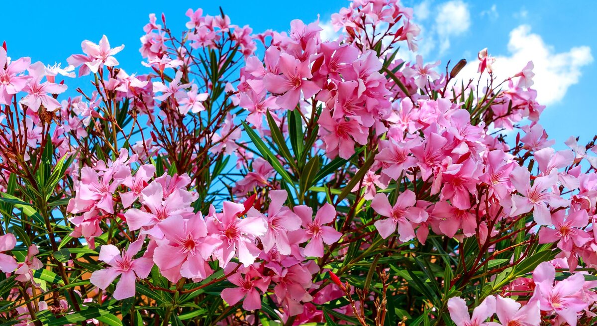 Üppiger Oleanderstrauch mit leuchtend rosa Blüten vor strahlend blauem Himmel und weißen Sommerwolken.