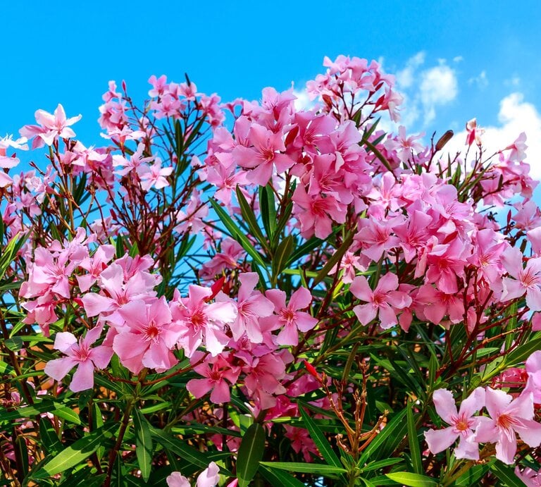 Üppiger Oleanderstrauch mit leuchtend rosa Blüten vor strahlend blauem Himmel und weißen Sommerwolken. | © Shutterstock/Moskwa