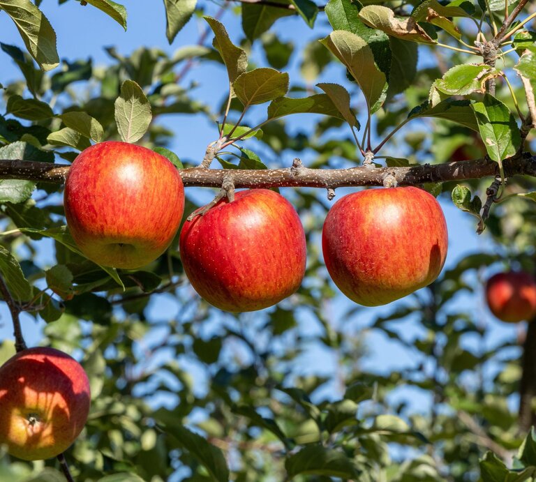 Drei reife, rote Äpfel hängen an einem Ast in der Sonne, umgeben von grünen Blättern und vor klarem, blauem Himmel. | © Shutterstock/billysfam