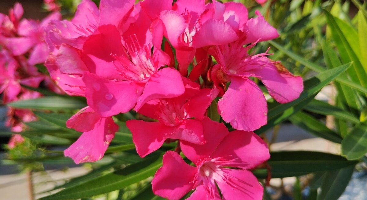 Nahaufnahme von pinkfarbenen Oleanderblüten mit scharfen grünen Blättern vor unscharfem Hintergrund bei Sonnenschein.