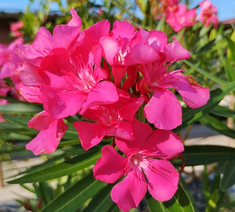 Nahaufnahme von pinkfarbenen Oleanderblüten mit scharfen grünen Blättern vor unscharfem Hintergrund bei Sonnenschein. | © Shutterstock/Khar