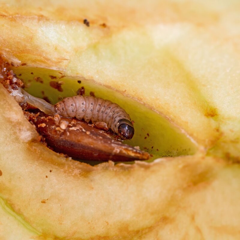Nahaufnahme einer hellbraunen Raupe in einem Apfel, umgeben von Fruchtfleisch und Samen, die Höhle ist von kleinen Krümeln bedeckt. | © Shutterstock/Sarah2