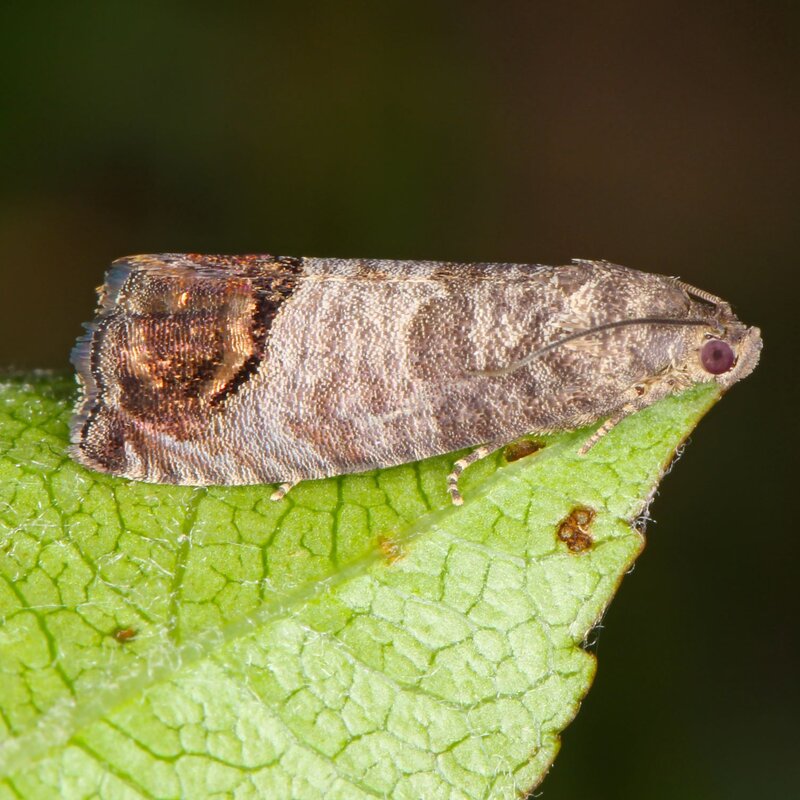 Brauner Falter mit gemusterten Flügeln und roten Augen sitzt ruhig auf der Spitze eines grünen Blattes vor dunklem Hintergrund. | © Shutterstock/Tomasz Klejdysz