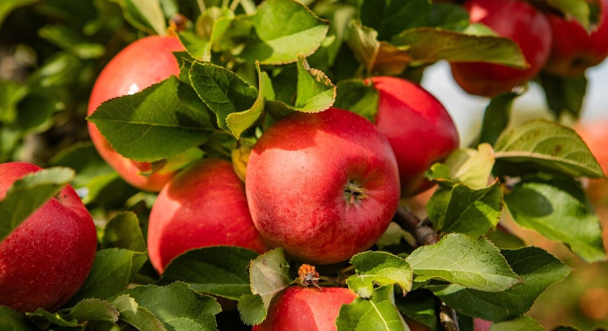 Reife, rot glänzende Äpfel hängen in der Sonne zwischen kräftig grünen Blättern an einem Obstbaumzweig.