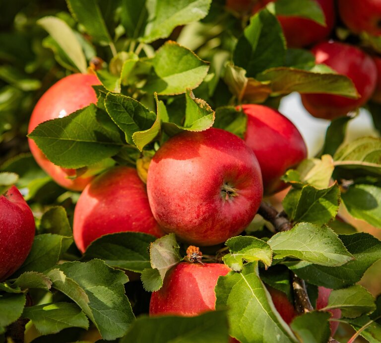 Reife, rot glänzende Äpfel hängen in der Sonne zwischen kräftig grünen Blättern an einem Obstbaumzweig. | © Shutterstock/Zoom Team