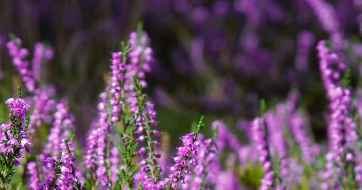 Frost? Egal! Diese Heidekraut-Sorten bringen auch im Winter Farbe in den Garten