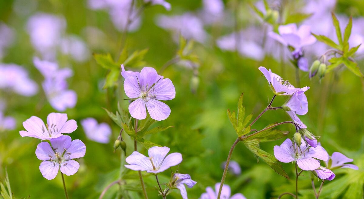 Dauerblühende Staude Storchschnabel mit helllila Blüten
