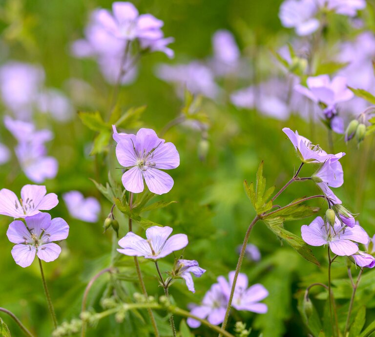 Dauerblühende Staude Storchschnabel mit helllila Blüten | © Adobe Stock
