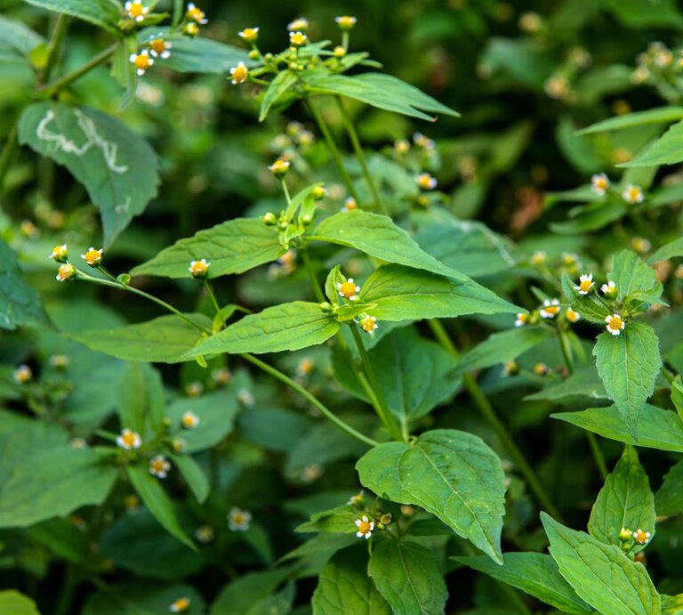 Grüne Pflanzen mit kleinen, gelben Blüten und gezackten Blättern wachsen dicht im natürlichen Umfeld. | © Shutterstock/weha