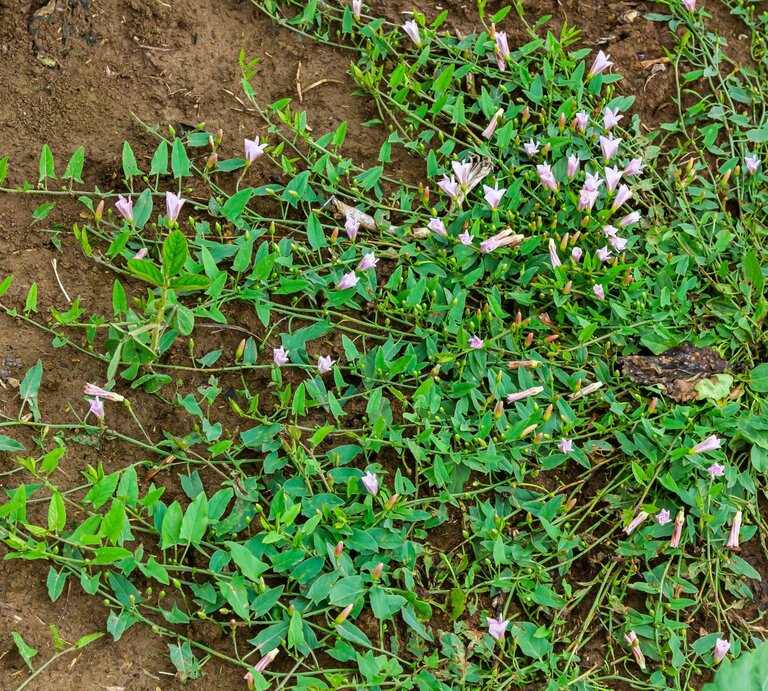 Bodendeckende, grüne Pflanzen mit kleinen, rosafarbenen Blüten breiten sich über braune Erde aus. | © Shutterstock/olko1975