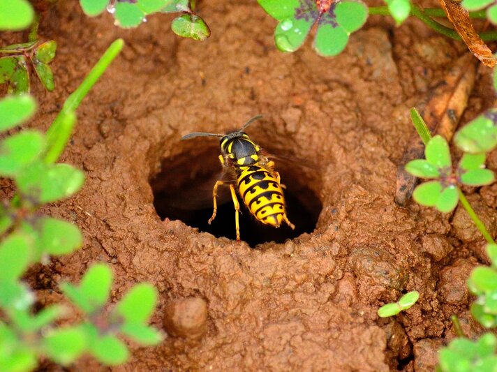 Eine Wespe krabbelt in ein Erdloch, umgeben von grünem Klee auf feuchtem, braunem Boden. | © Shutterstock/Pacotoscano