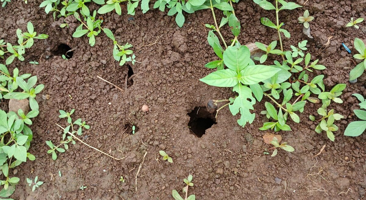 Mehrere kleine Erdlöcher in dunkler, feuchter Erde, umgeben von grünen, niedrigen Pflanzen mit ovalen Blättern.