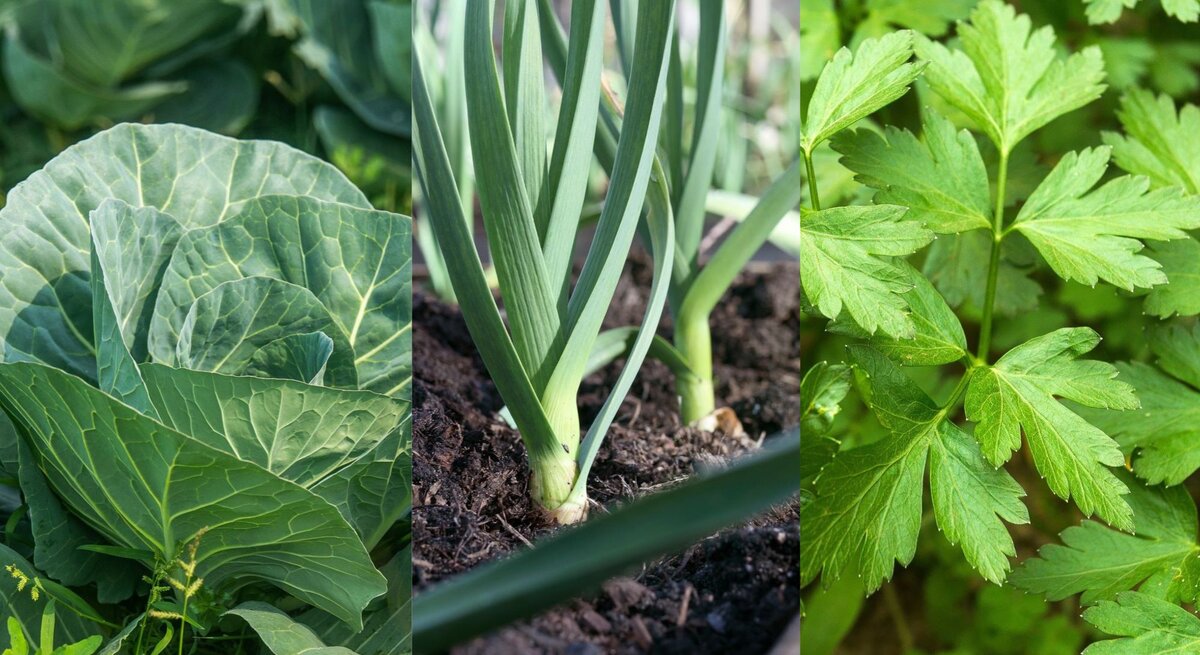 Grüne Kohlköpfe, frische Lauchzwiebeln in dunkler Erde und buschige Sellerieblätter wachsen nebeneinander im Garten.