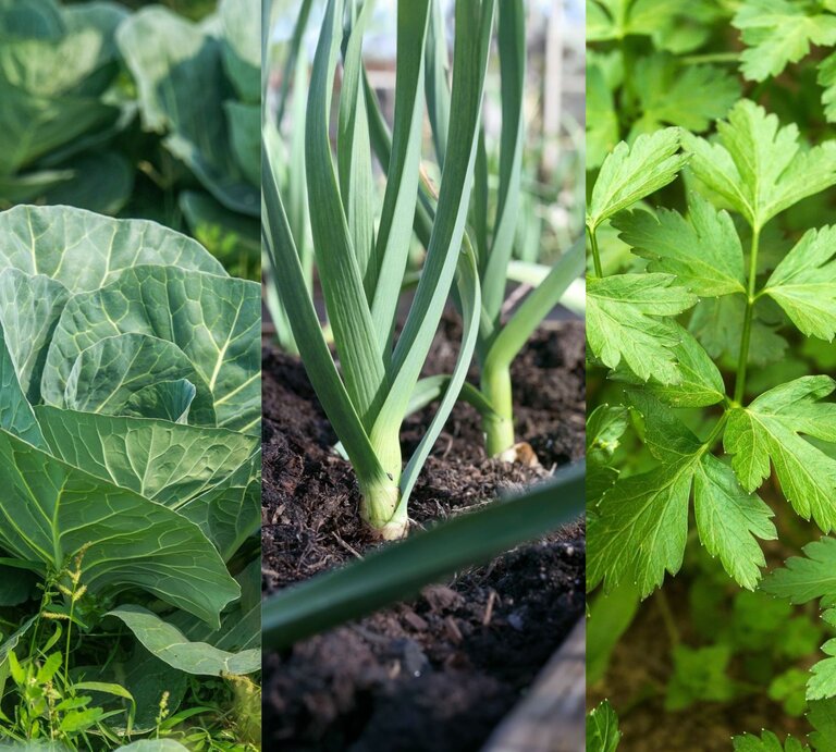 Grüne Kohlköpfe, frische Lauchzwiebeln in dunkler Erde und buschige Sellerieblätter wachsen nebeneinander im Garten. | © (l.) Shutterstock/zakir1346; (m.) Shutterstock/sophiecat; (r.) Shutterstock/Luis Echeverri Urrea