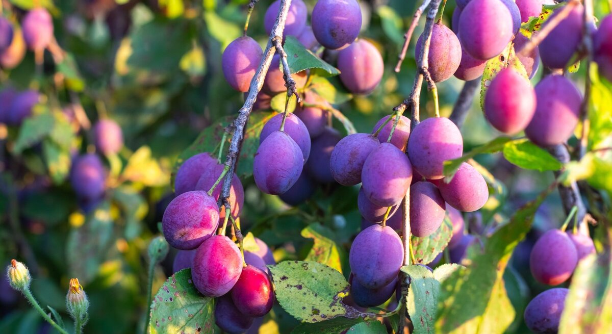 Reife violette Pflaumen hängen an Zweigen im warmen Sonnenlicht, umgeben von grün-gelblichen Blättern mit leichten Flecken.