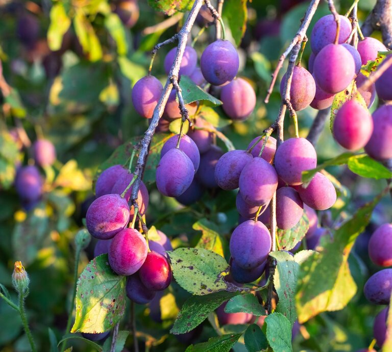 Reife violette Pflaumen hängen an Zweigen im warmen Sonnenlicht, umgeben von grün-gelblichen Blättern mit leichten Flecken. | © Shutterstock/Natalia Kokhanova