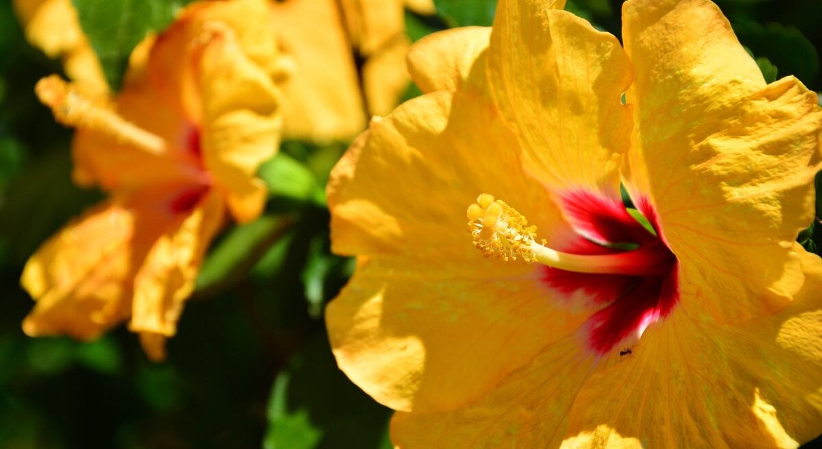 Leuchtend gelbe Hibiskusblüten mit roten Zentren und grünen Blättern im Hintergrund im Sonnenlicht.