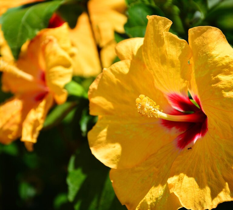 Leuchtend gelbe Hibiskusblüten mit roten Zentren und grünen Blättern im Hintergrund im Sonnenlicht. | © Shutterstock/Predrag Lukic