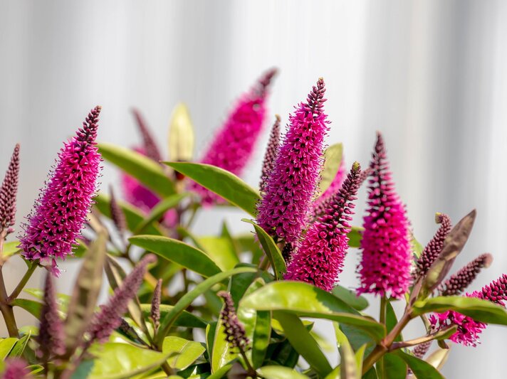 Nahaufnahme von leuchtend pinken Blütenrispen einer Pflanze mit grünen Blättern vor einem hellen, unscharfen Hintergrund. | © Shutterstock/Wut_Moppie