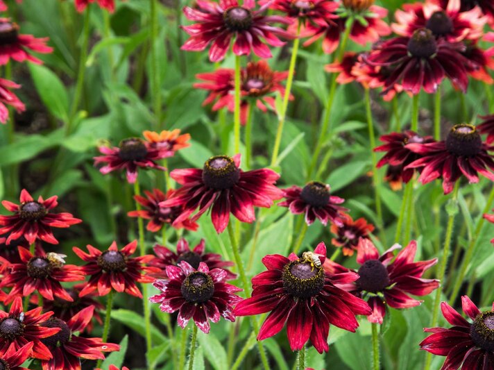 Tiefrote Blumen mit dunklen Zentren blühen auf langen Stängeln inmitten von grünen Blättern. | © Shutterstock/PeterVrabel