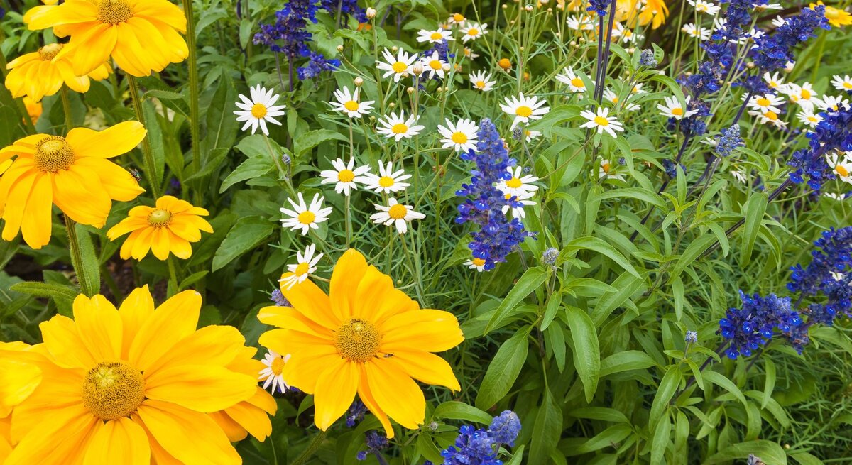 Bunte Sommerwiese mit leuchtend gelben Sonnenhüten, weißen Gänseblümchen und intensiv blauen Salbeiblüten.