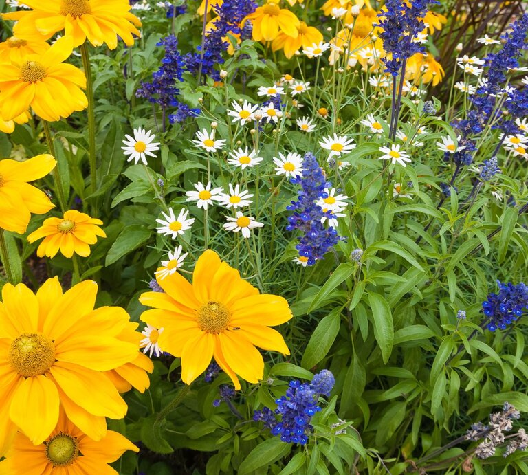 Bunte Sommerwiese mit leuchtend gelben Sonnenhüten, weißen Gänseblümchen und intensiv blauen Salbeiblüten. | © Shutterstock/mahey