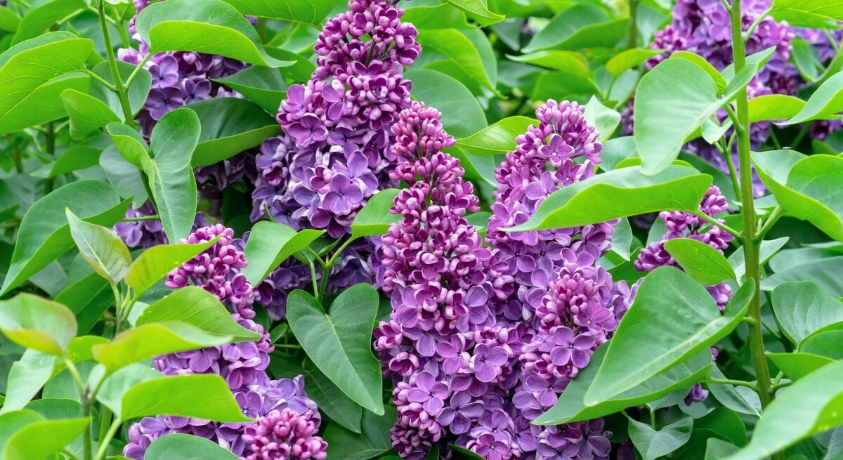 Üppige Fliederblüten in kräftigem Violett umgeben von dichtem, sattem Grün der Blätter an einem Sommertag.