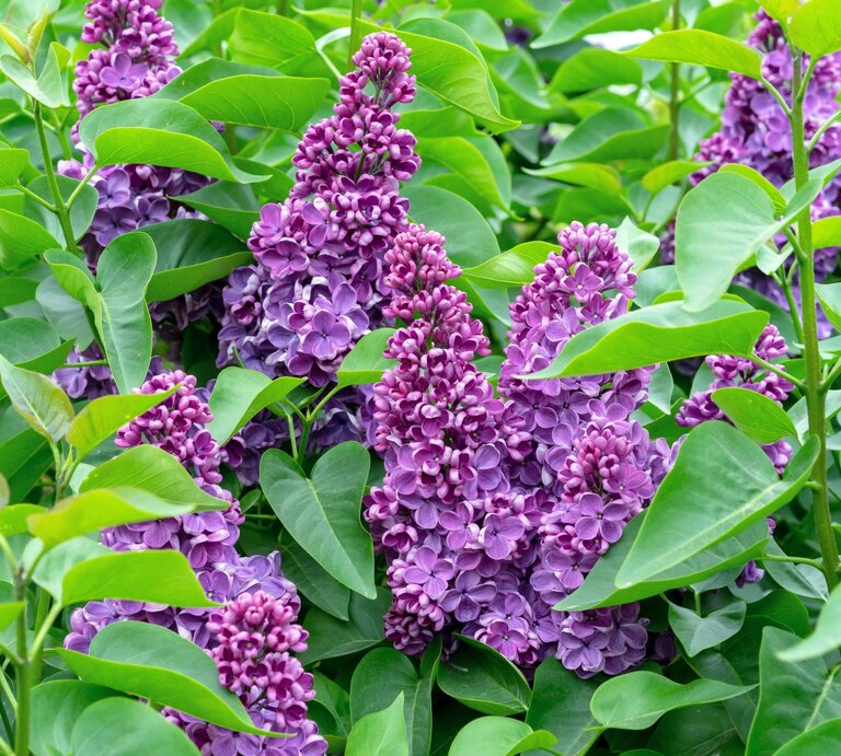Üppige Fliederblüten in kräftigem Violett umgeben von dichtem, sattem Grün der Blätter an einem Sommertag. | © Shutterstock/valemaxxx