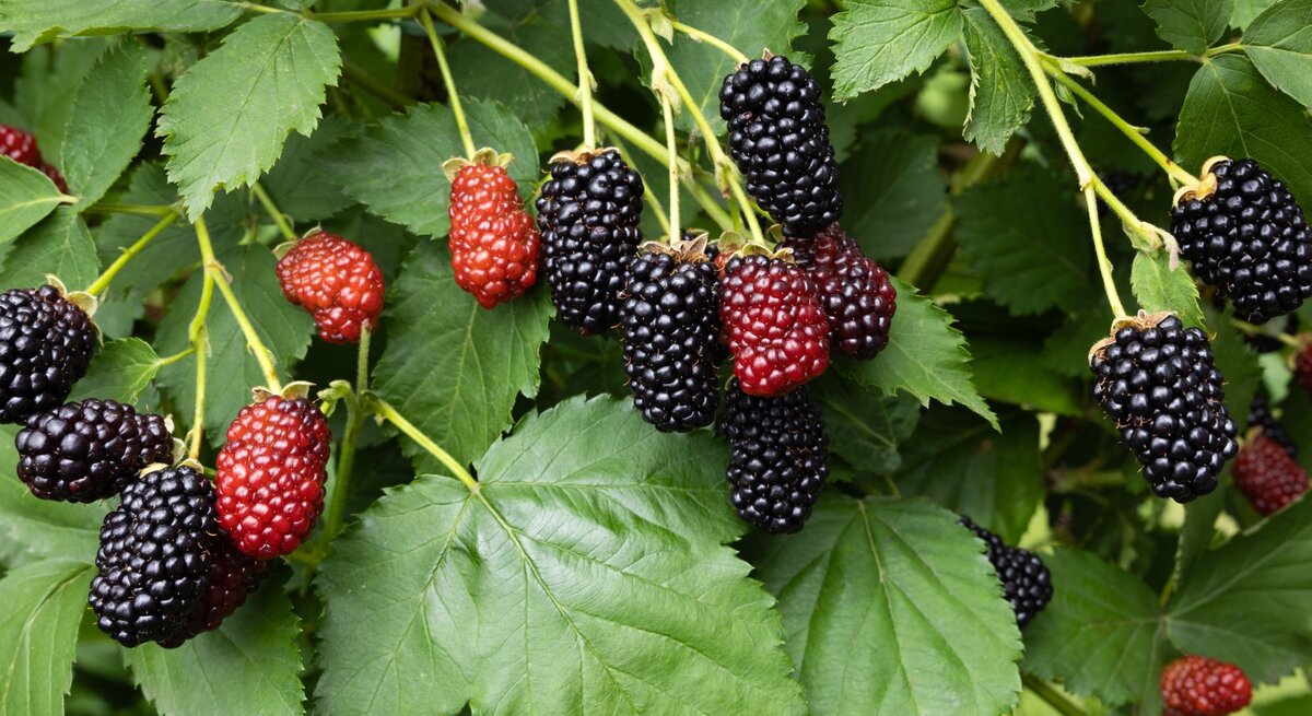 Reife und unreife Brombeeren hängen an grünen Zweigen mit kräftigen, gezackten Blättern im Tageslicht.