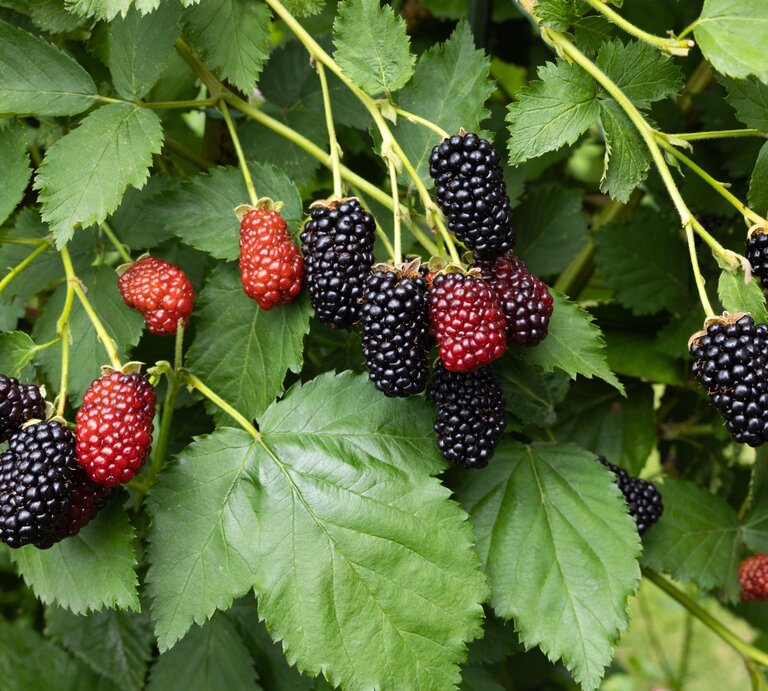 Reife und unreife Brombeeren hängen an grünen Zweigen mit kräftigen, gezackten Blättern im Tageslicht. | © Shutterstock/billysfam